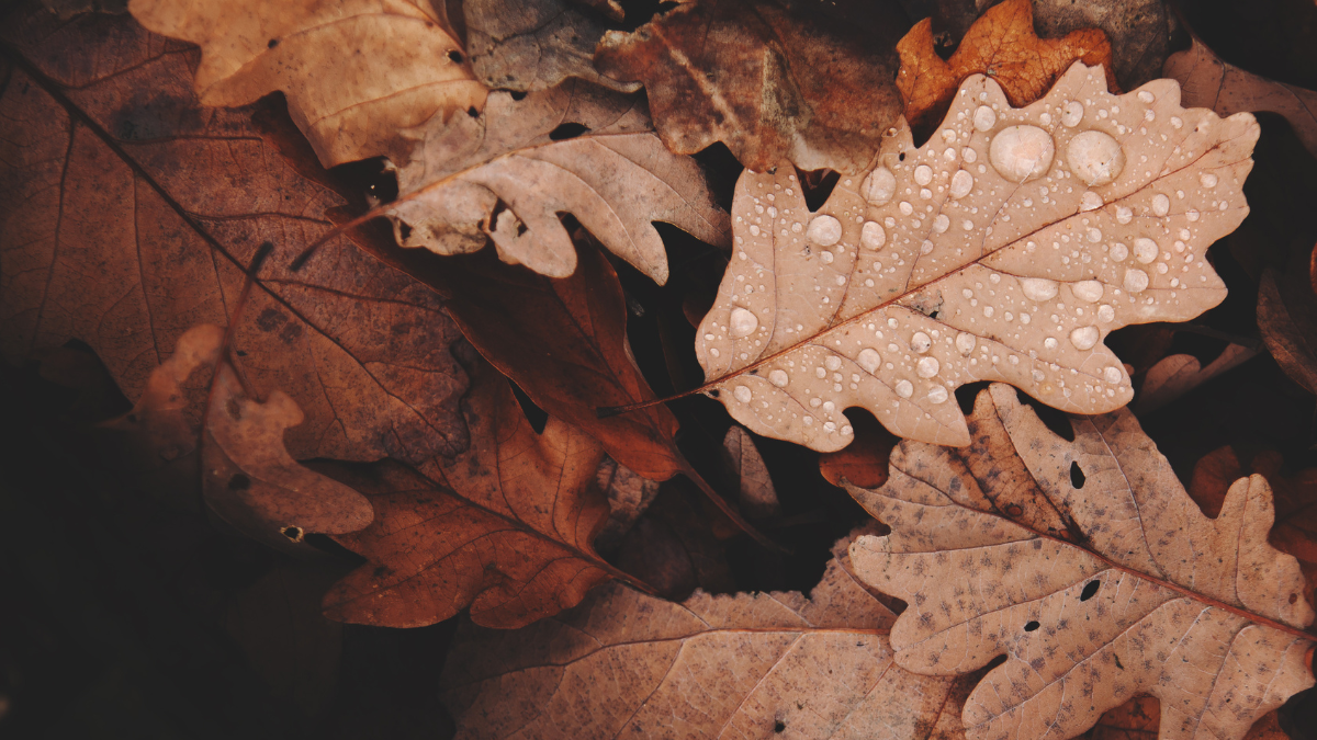 Full width project banner image