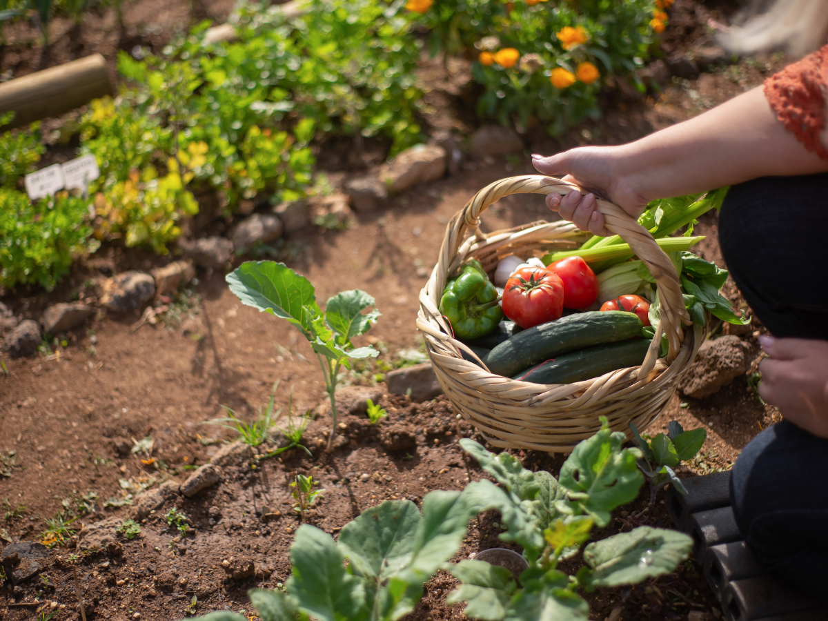 Person carrying a basket of freshly harvested vegetables through a community garden.