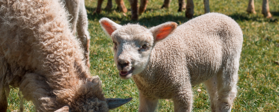 Full width project banner image