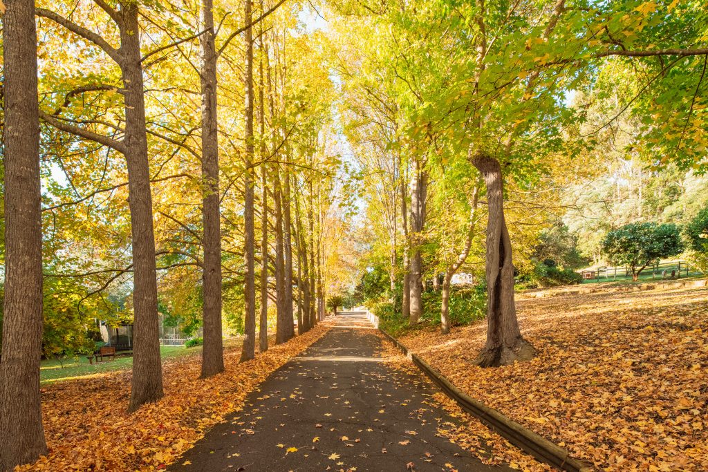 Tree lined driveway in autumn on a Matcham acreage property
