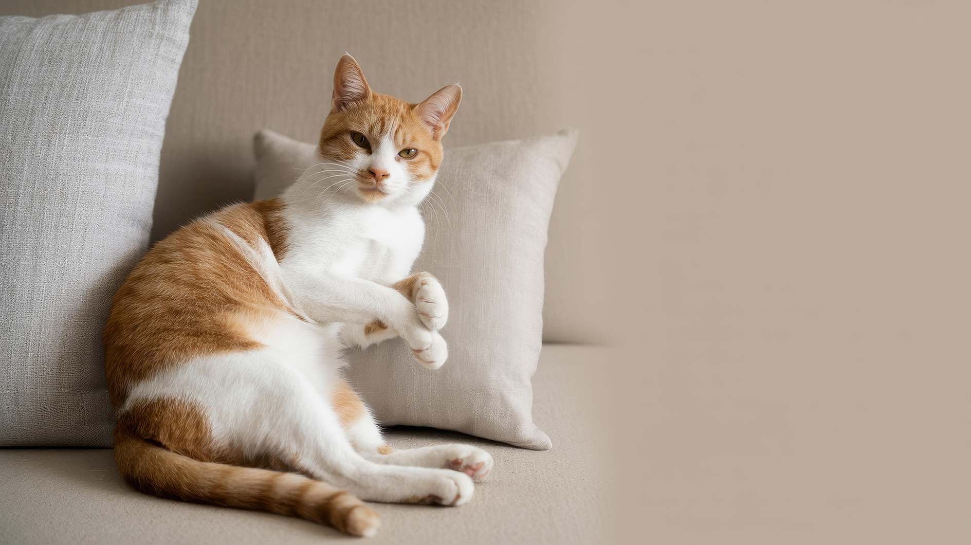 Full width project banner image