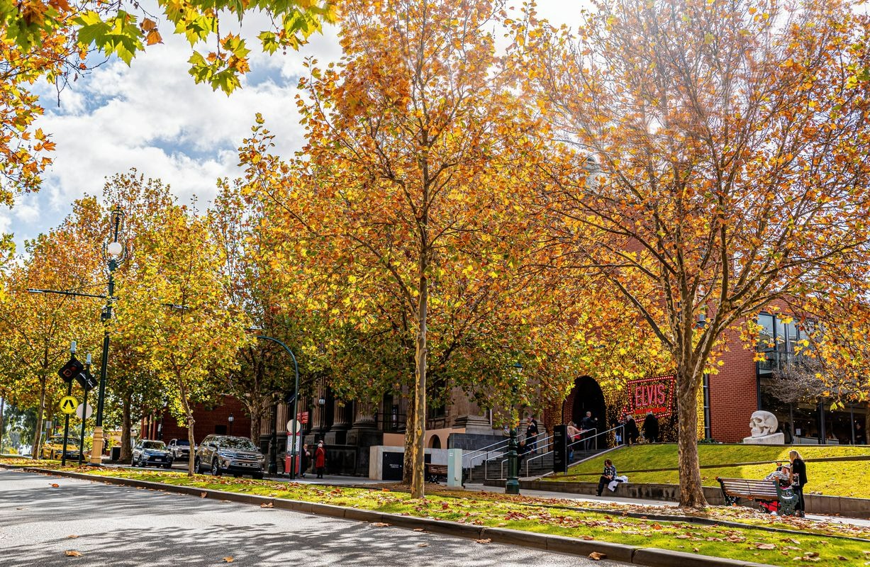 Tree-lined autumn street in Bendigo
