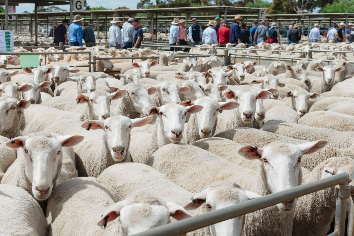 Livestock