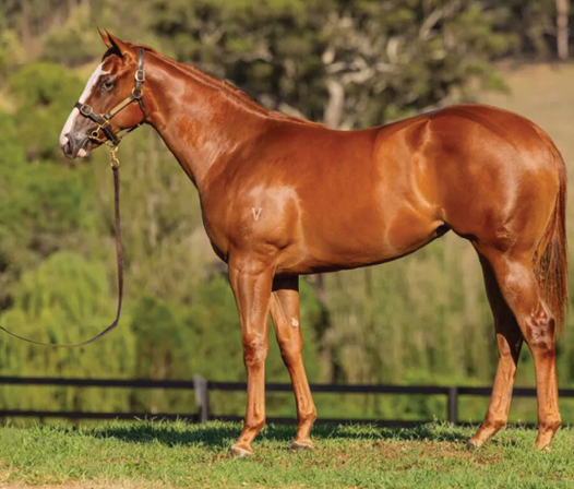 Chestnut Filly