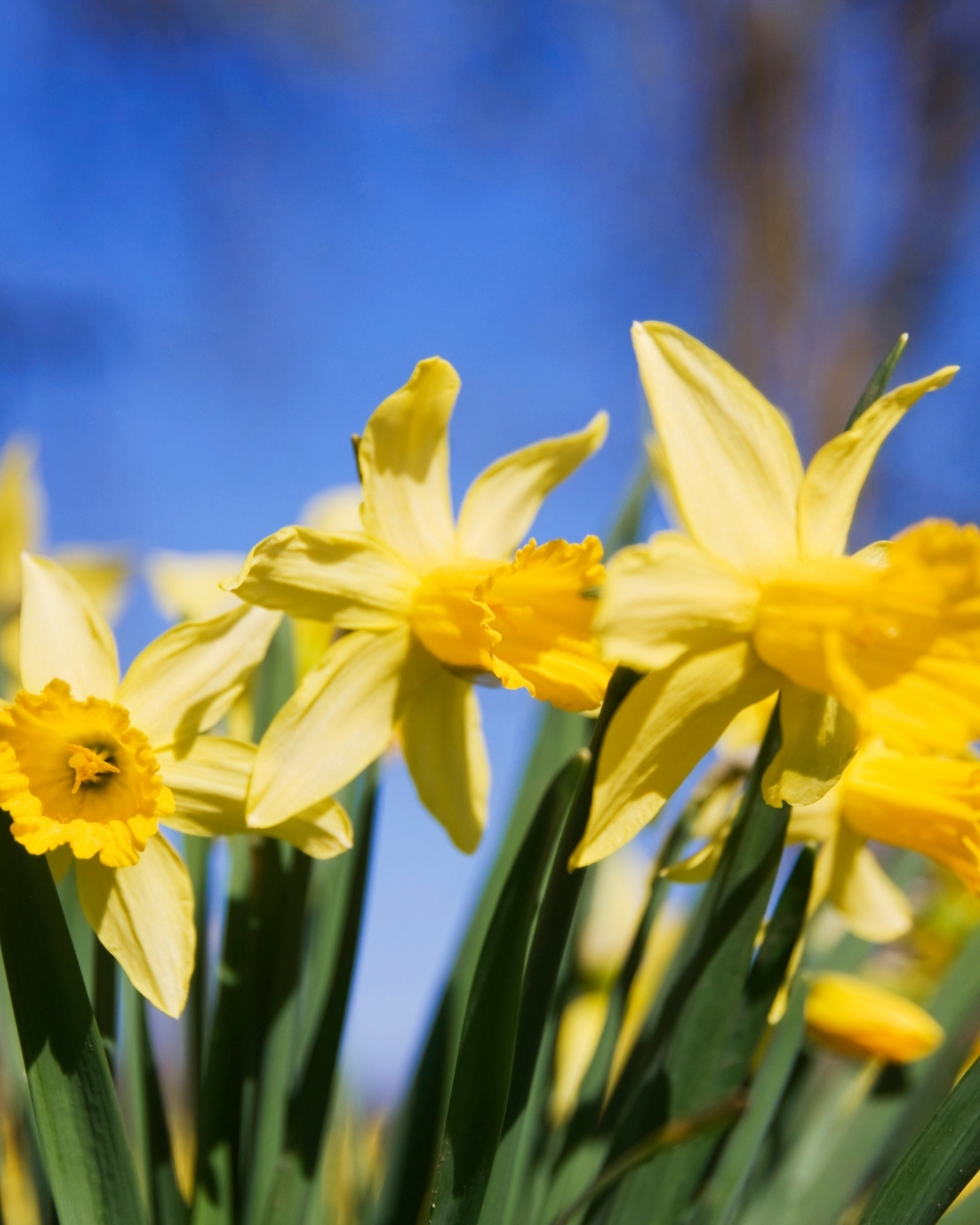 Full width project banner image